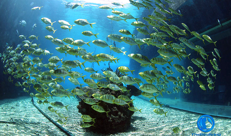 特締思海洋館潛水，我們不一樣（螞蜂窩）