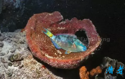 海洋生物千奇百怪的睡眠方式