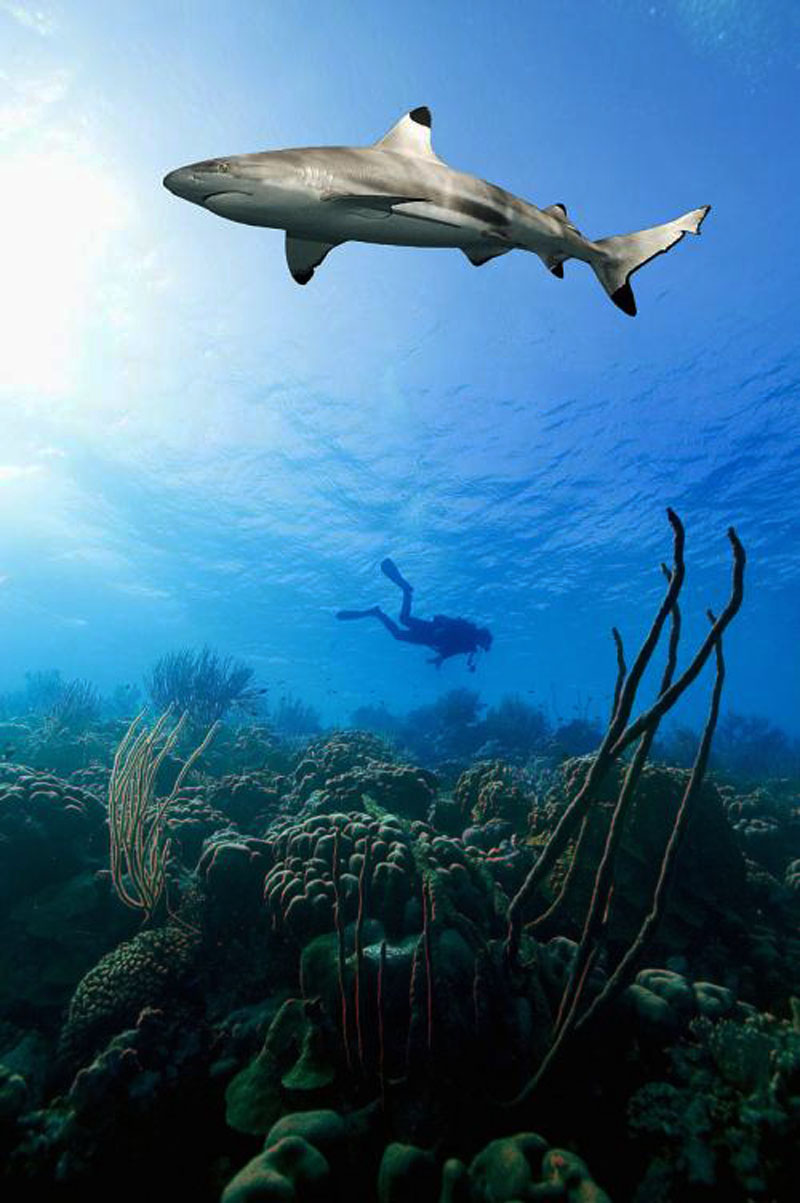 鯊魚為什么不吃潛水員？