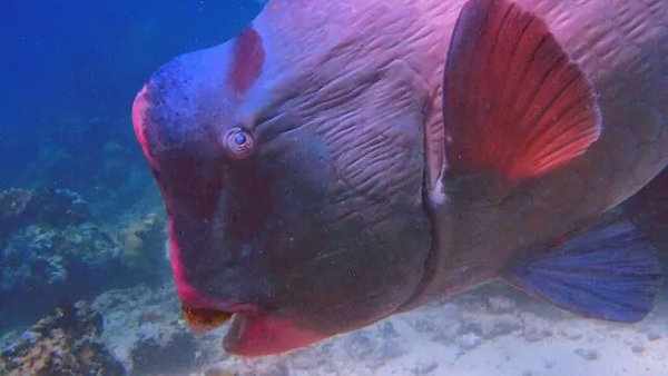 潛水拍照新姿勢(shì)，放下你的剪刀手，我們來這樣拍