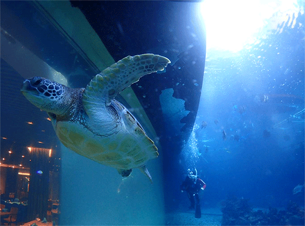 潛水常見(jiàn)問(wèn)題，原來(lái)潛水沒(méi)你想的那么難