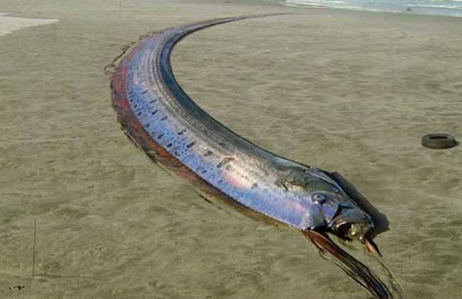 海洋中的神秘生物—皇帶魚