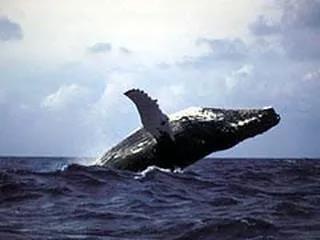 鯨魚(yú)科普-鯨魚(yú)大全送給你